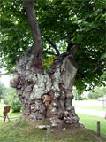 Astrid Lindgrens Limonadenbaum (Ns|Vimmerby) ... Foto von Heiko Koengeter