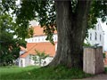 Dicker alter Baum am Dom von Visby (Gotland) ... Foto von Heiko Koengeter